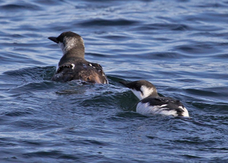 Common Murre Dad with chick