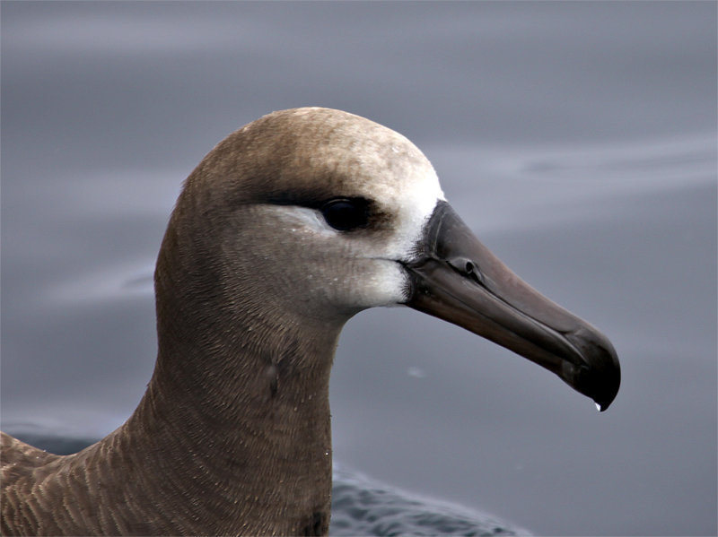 Black-footed Albatross Portrait