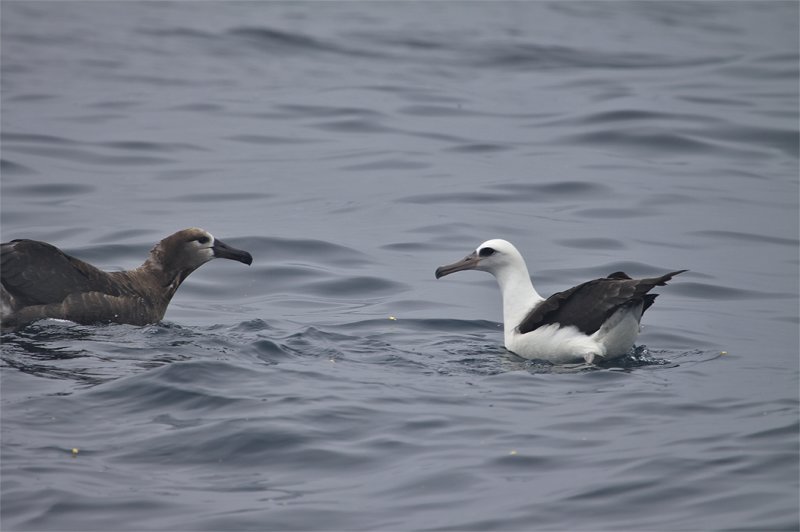 Black-footed & Laysan Albatross