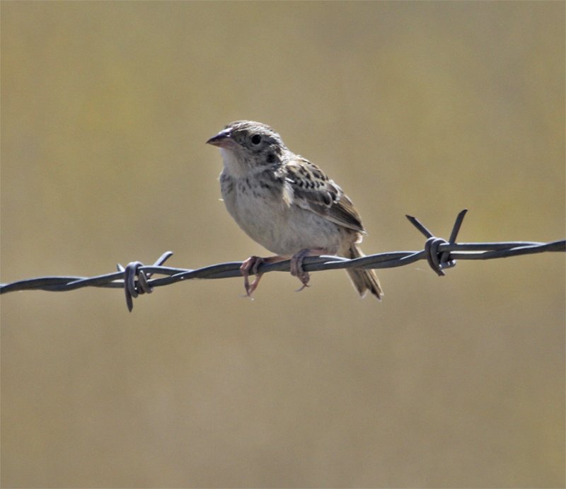 Juvenile Grasshopper Sparrow