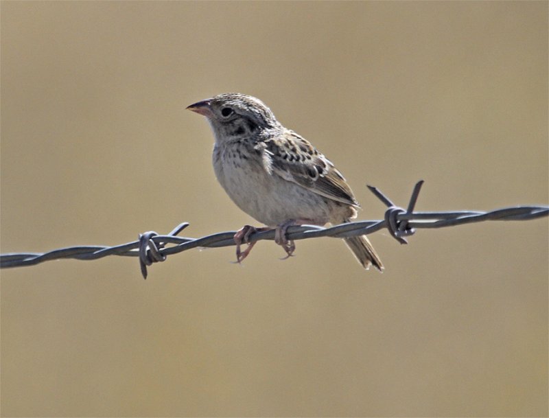 Grasshopper Sparrow