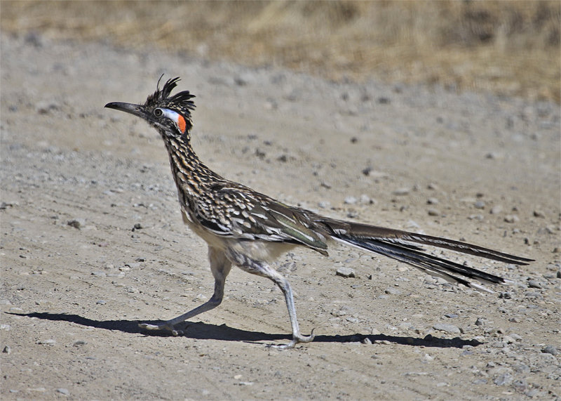 Greater Roadrunner running