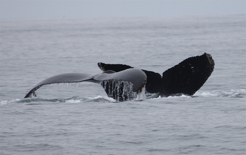 Two Humpback Whales