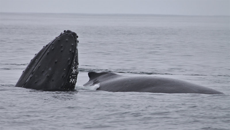 Spy-hopping Humpback Whale