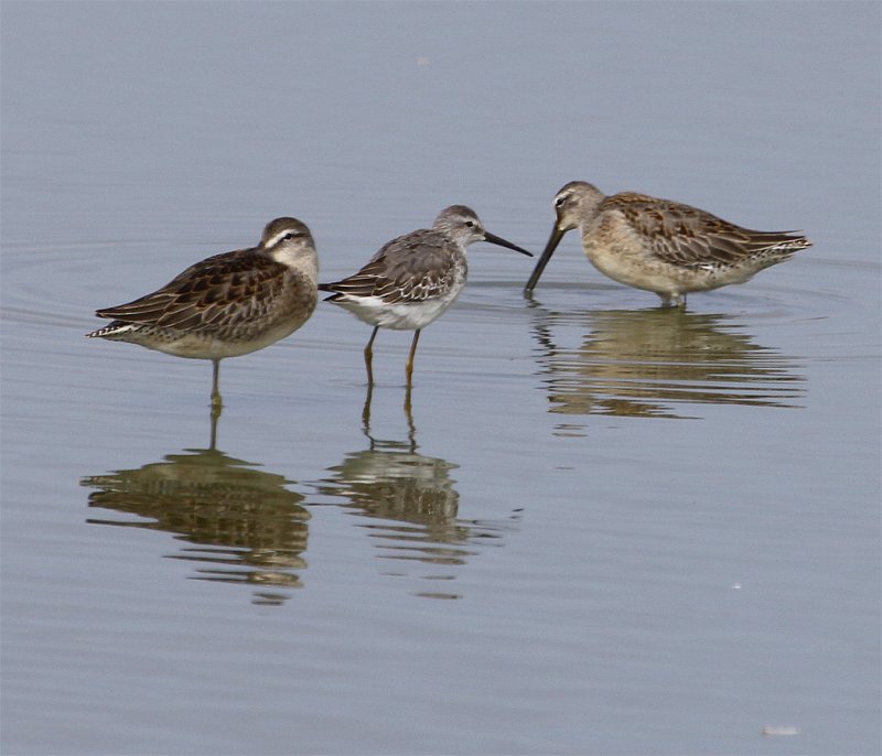 Stilt Sandpiper