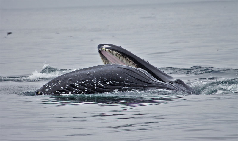 Feeding Humpback Whale