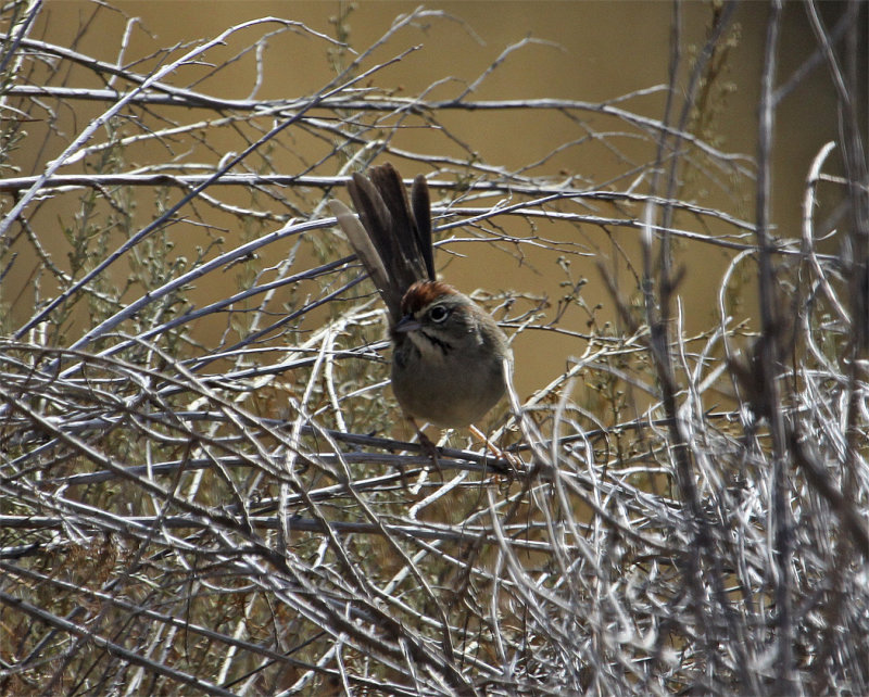 Rufous-crowned Sparrow