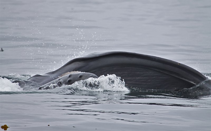 Humpback Whale feeding on Krill