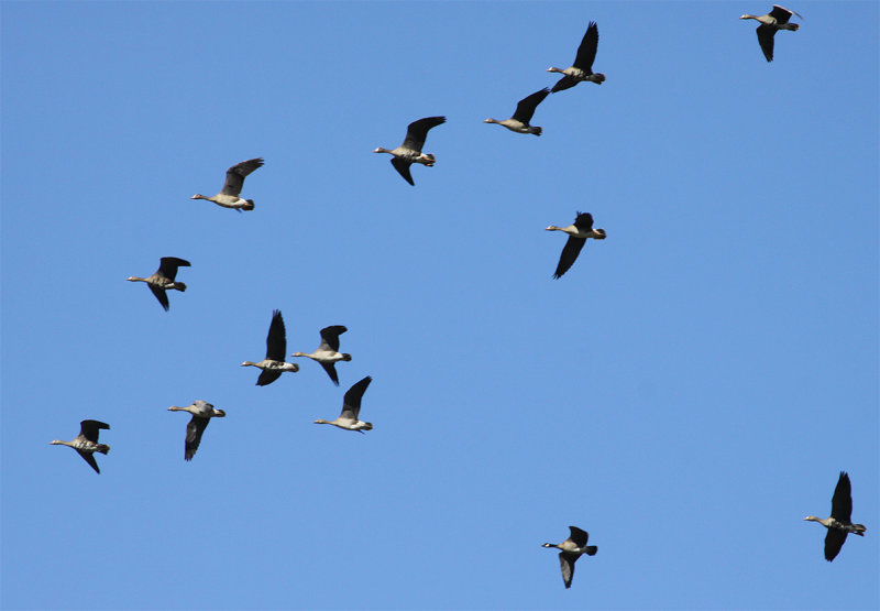 Cackling Goose among Greater White-fronted Flock