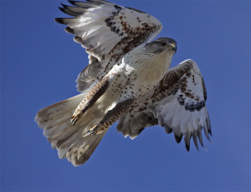 The rare Short-WINGED Ferruginous Hawk