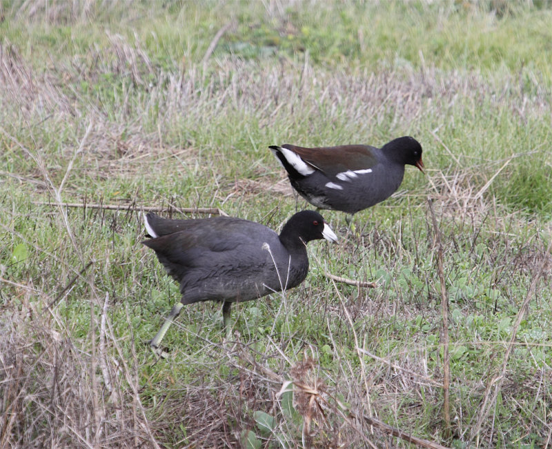 2006 Sacto NWR Class Trip