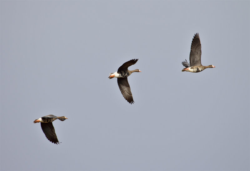Three Greater White-fronted Geese