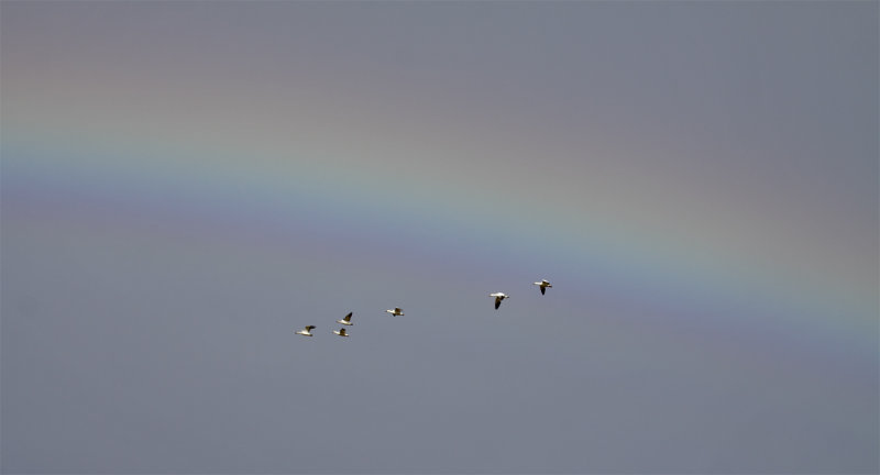 Snow & Ross's Geese Under the Rainbow