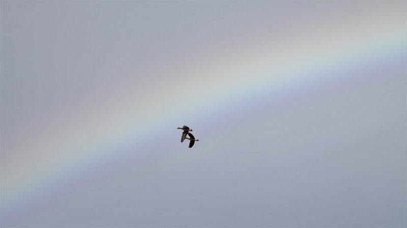White-fronted Geese Into the Rainbow