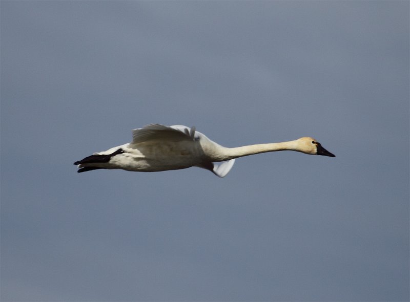 Tundra Swan in flight