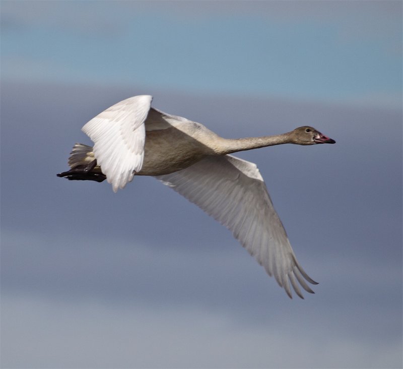 Immature Tundra Swan in Flight