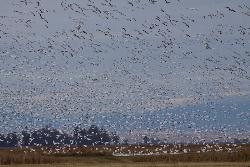 More Snow Geese