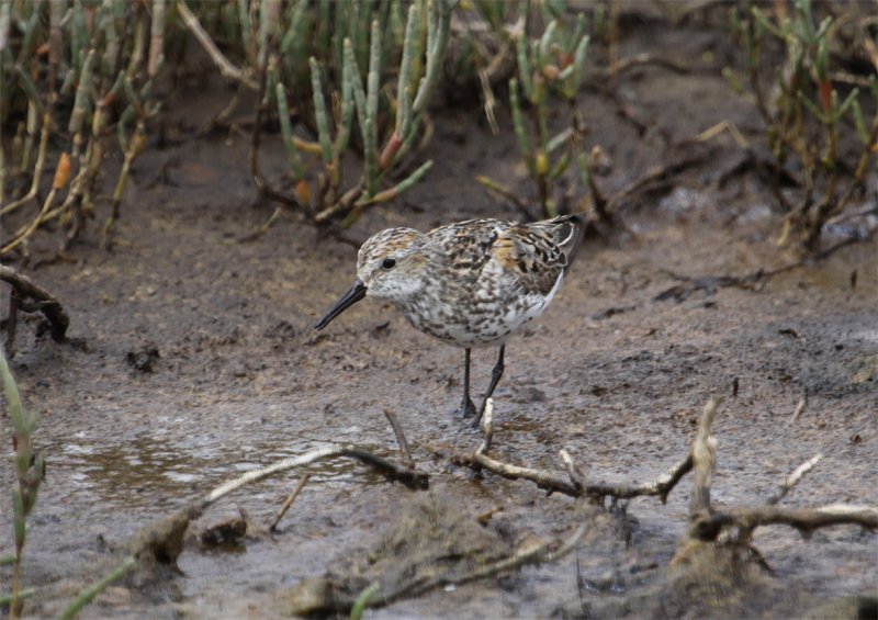 Western Sandpiper