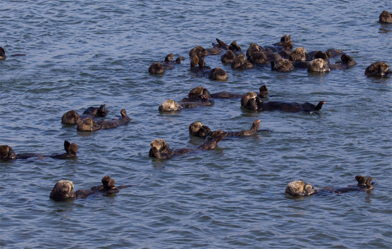 Moss Landing Sea Otters