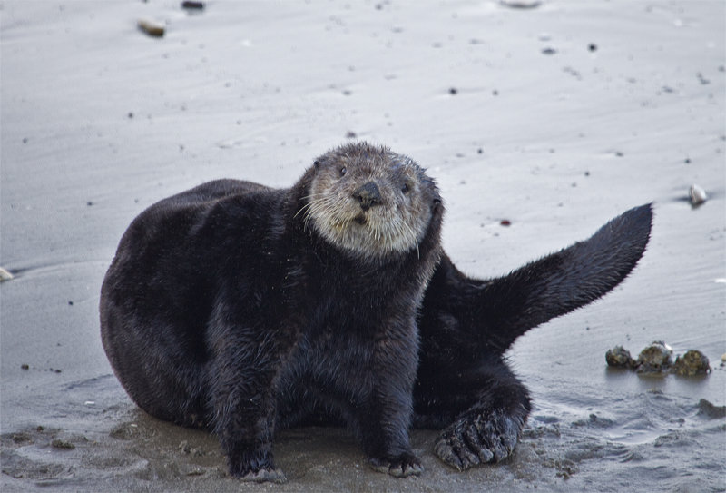 California Sea Otter (aka Southern Sea Otter)