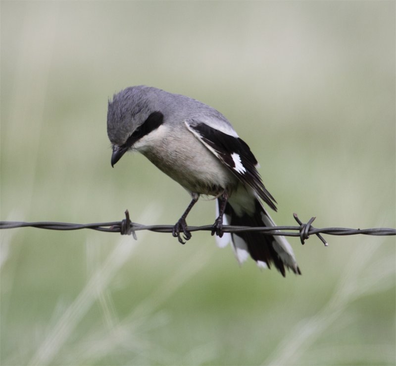 Loggerhead Shrike scanning for breakfast