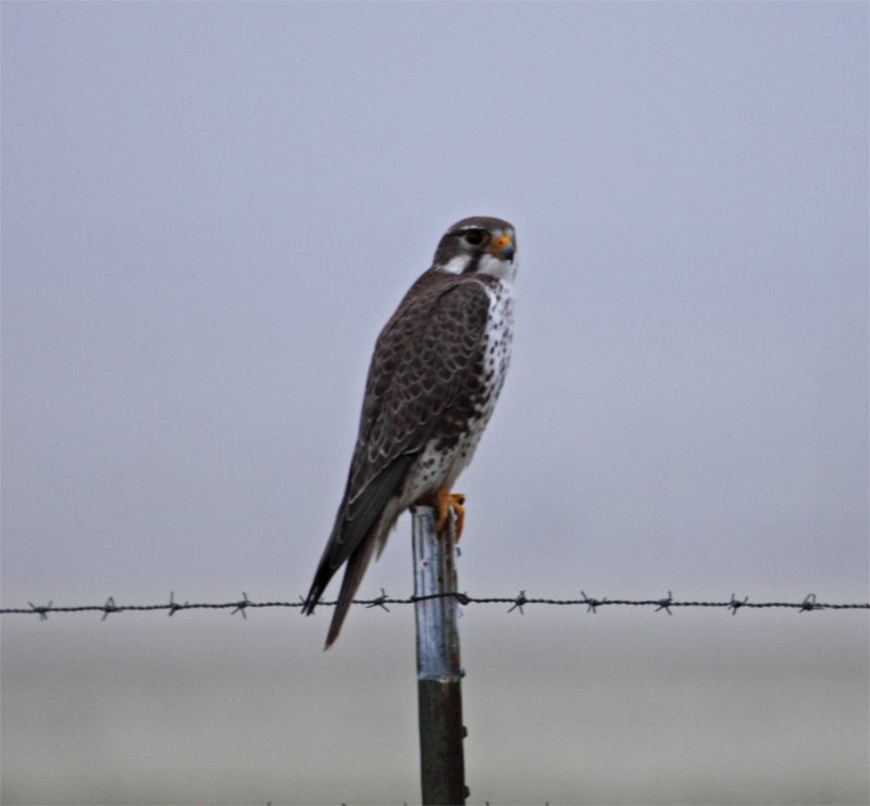 Early Morning Prairie Falcon