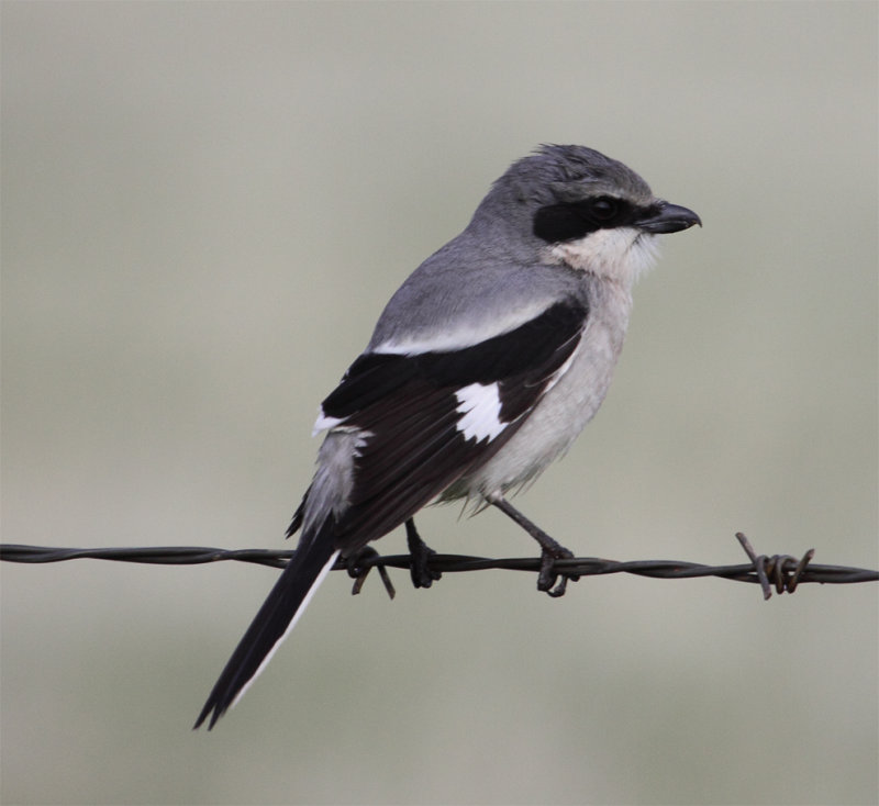 Loggerhead Shrike