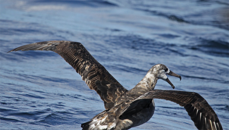 Pale Black-footed Albatross 3