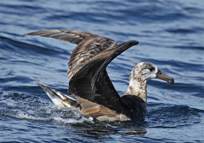 Pale Black-footed Albatross 2