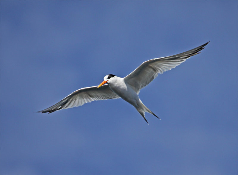 Elegant Tern