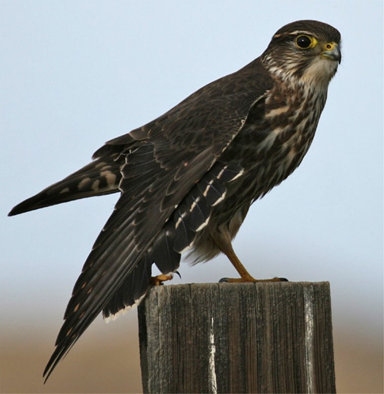 Preening Merlin