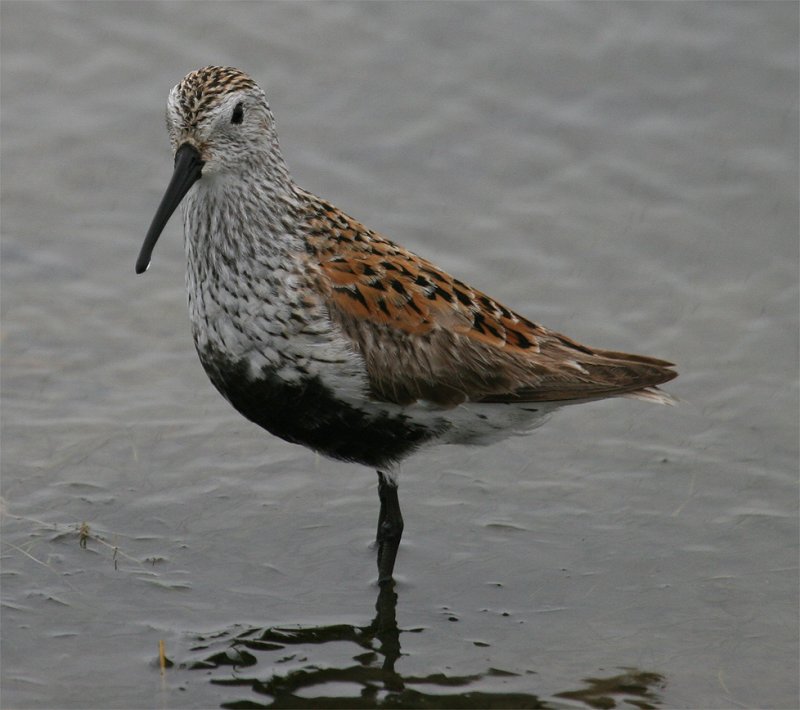 Molting (into alternate plumage)  Dunlin