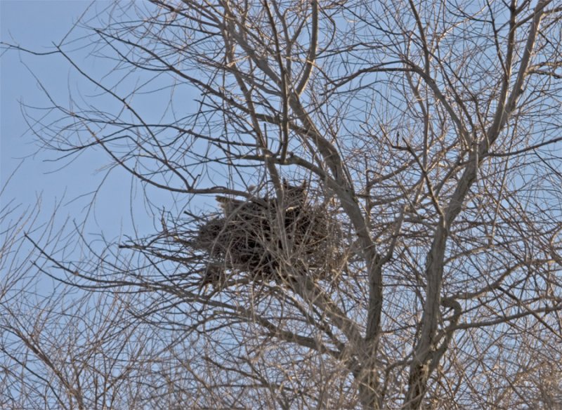 Great-horned Owl on Nest