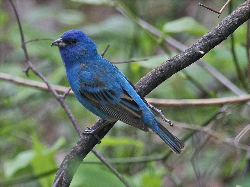 North Carolina Birding - May 2007