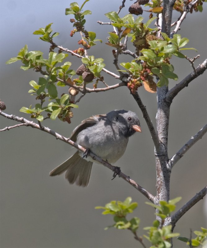 Black-chinned Sparrow