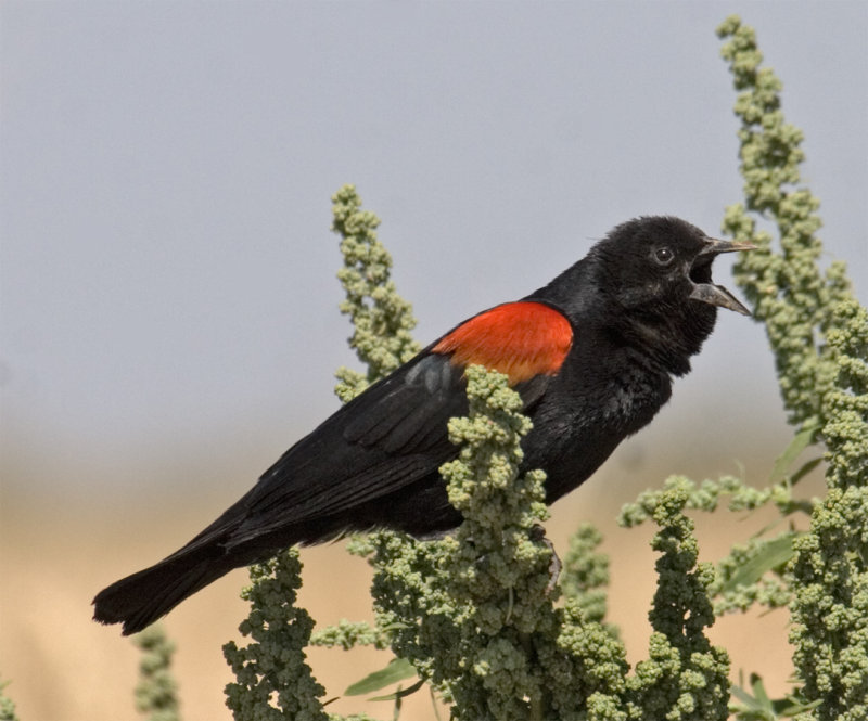 Red-winged Blackbird - singing