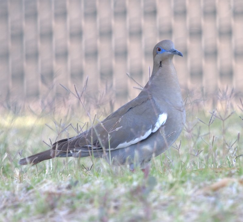 White-winged Dove