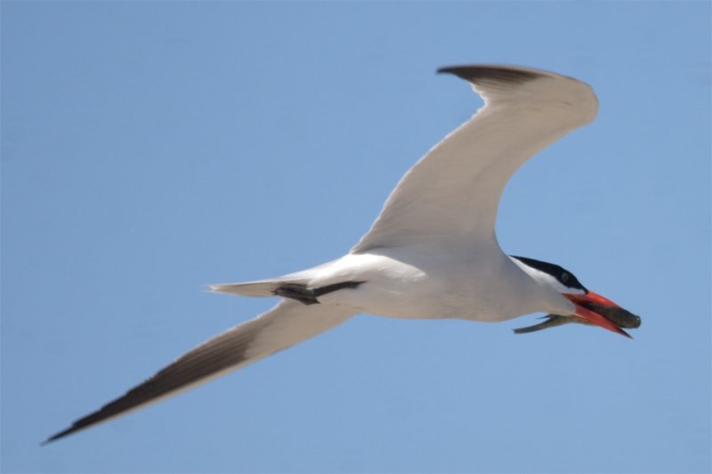 Caspian Tern-w-fish