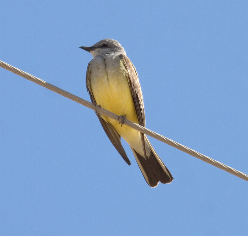 Western Kingbird