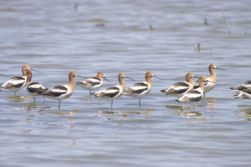 American Avocets