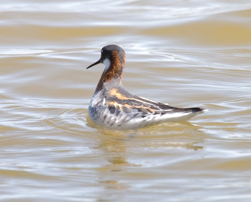 Red-necked Phalarope