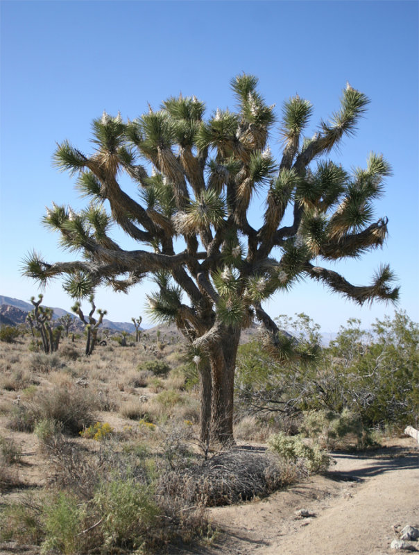 Joshua Tree National Monument