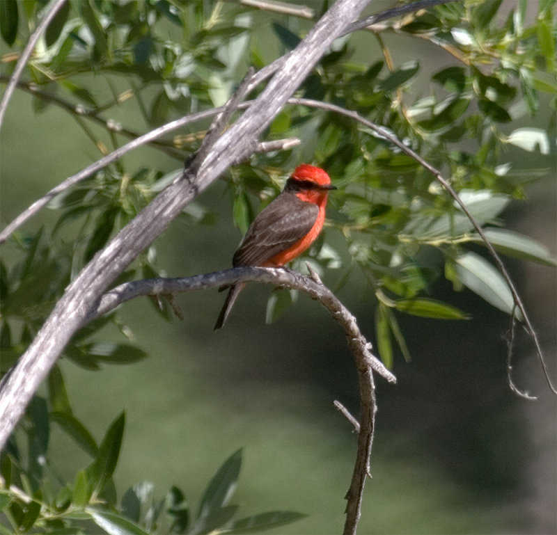 Vermillion Flycatcher