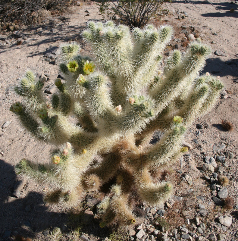 Teddy Bear Cholla