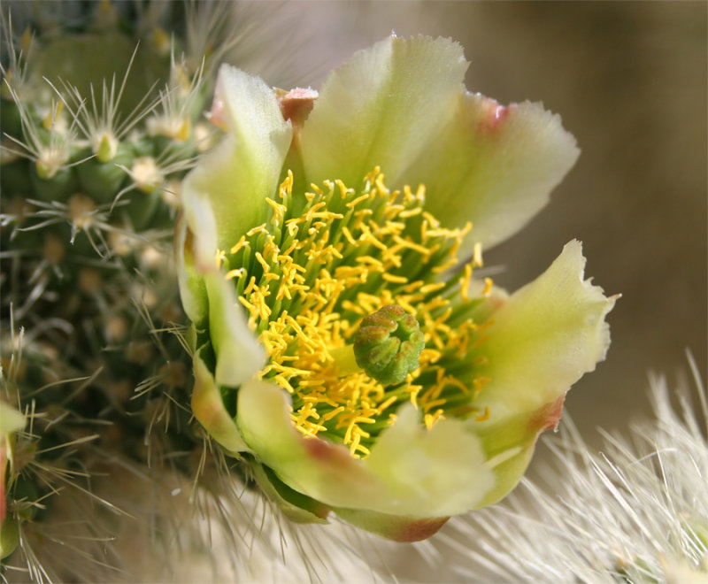 Flowering Cholla-closeup