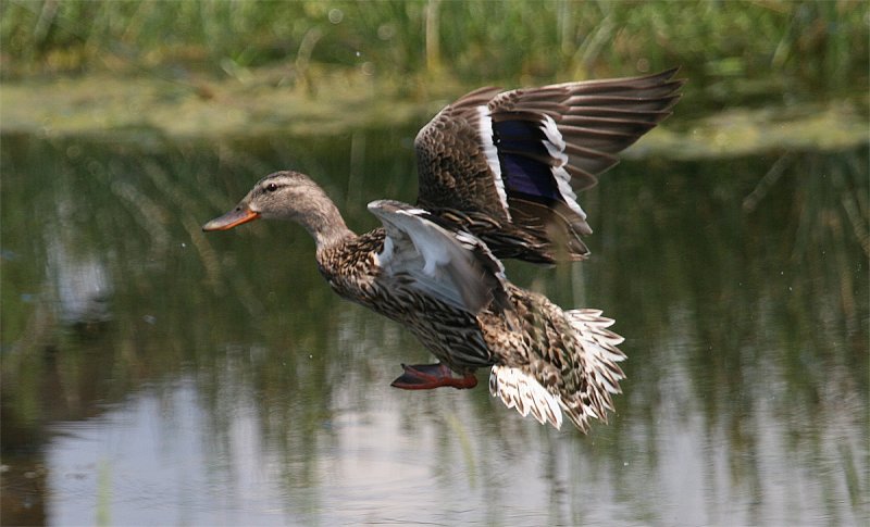 Female Mallard