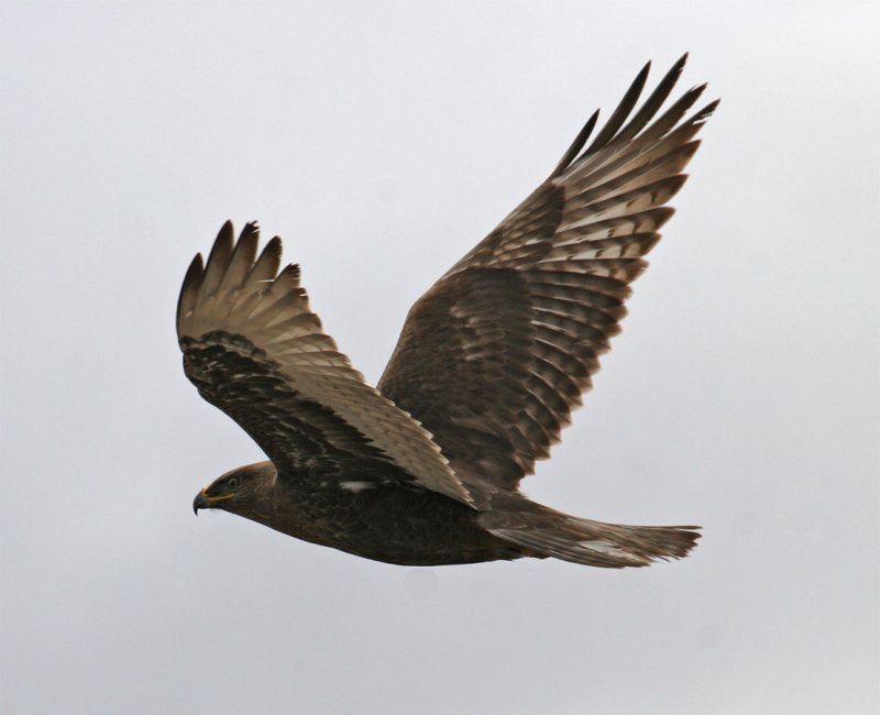 Dark morph Ferruginous Hawk