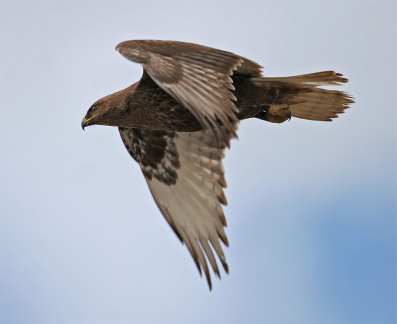 Dark morph Ferruginous Hawk