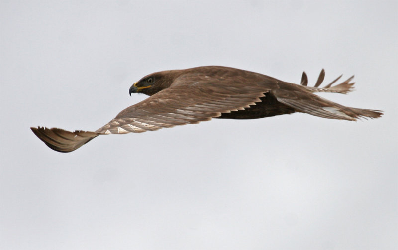 Dark morph Ferruginous Hawk