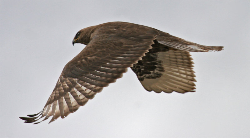 Dark morph Ferruginous Hawk
